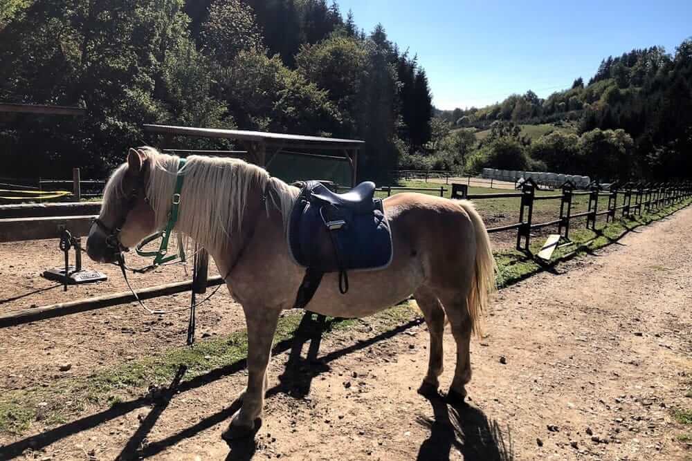 Ein Haflinger wird zum Freizeitreiten fertig gemacht