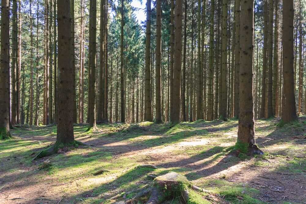 Der Weg führt durch einen Wald zum BiggeBlick