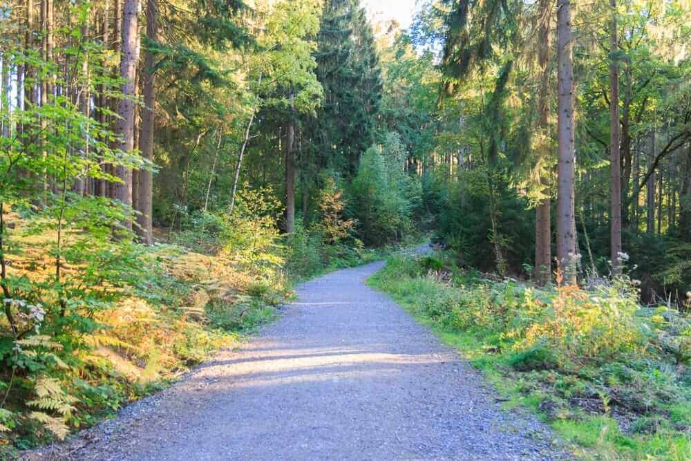 Weg durch den Wald zum Aussichtsturm am Möhnesee