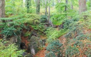 Blick in das Felsenmeer Hemer im Herbst