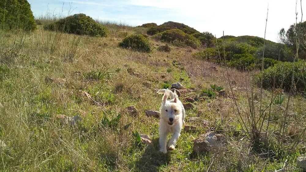 Tolle Ausflugsziele im Sauerland mit Hund