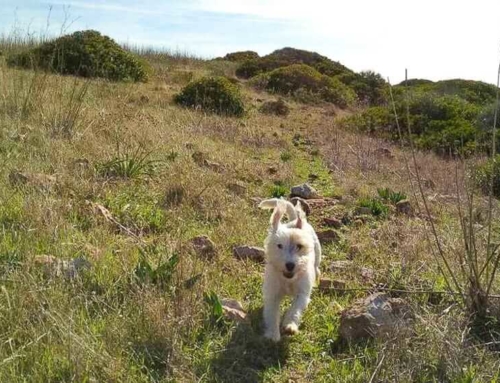 12 tolle Ausflugsziele im Sauerland mit Hund, die du kennen solltest