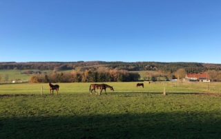 Pferde auf einer Wiese Reiten für Rückkehrer im Sauerland
