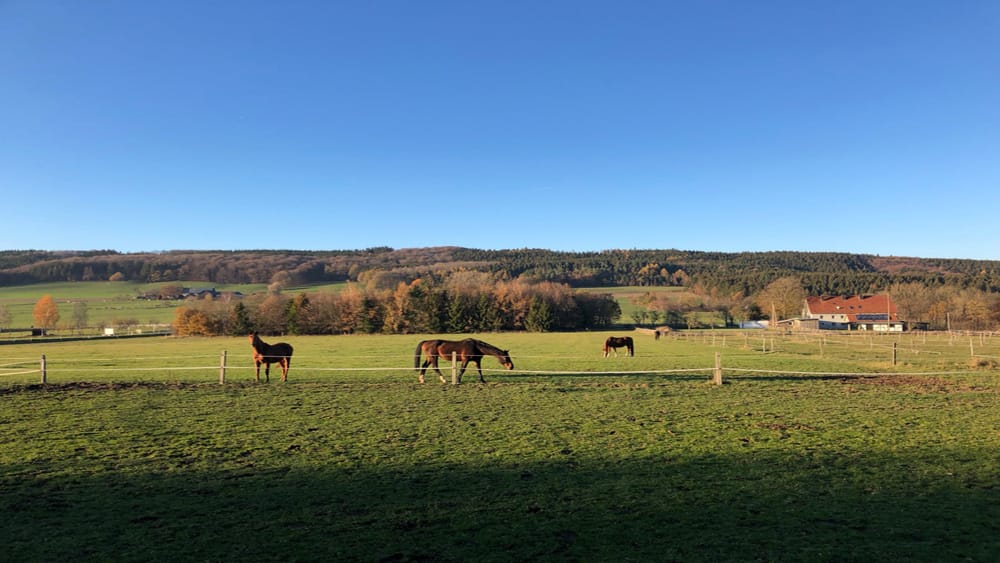 Pferde auf einer Wiese Reiten für Rückkehrer im Sauerland
