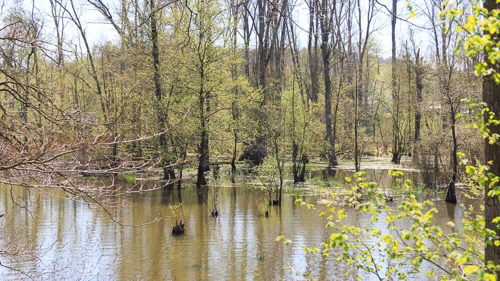 Blick auf das Auengebiet am Möhnesee im Sauerland