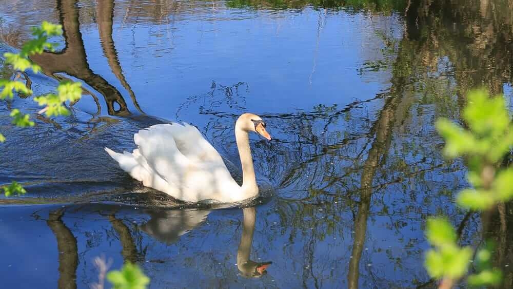Ein Schwan auf der Möhne im Natuschutzgebiet