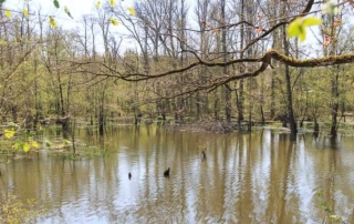 Spaziergang am Möhnesee entlang des Infopfad Möhneaue