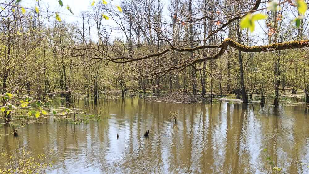 Spaziergang am Möhnesee entlang des Infopfad Möhneaue