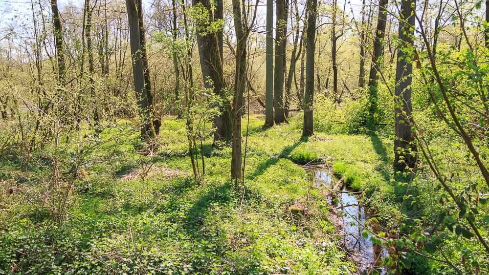 Schöner bachlauf durch das Waldgebiet in der Möhneaue