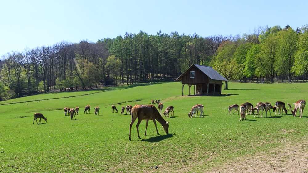 Rehe im Wildpark Voellinghausen