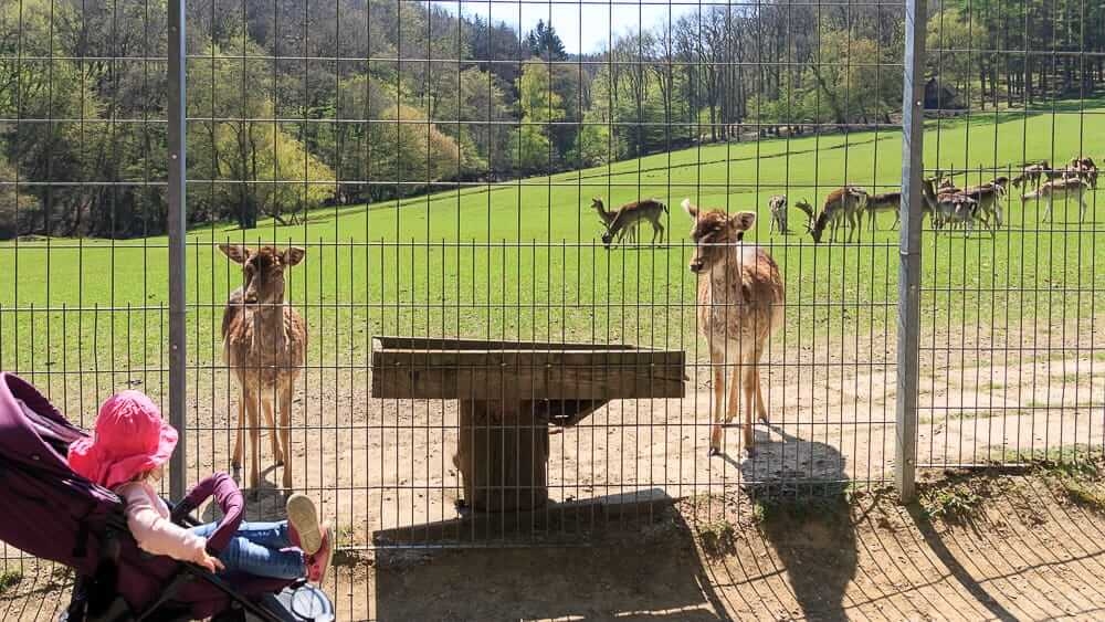 Der Wildpark Völlinghausen ein Ausflugsziel am Möhnesee für Kinder