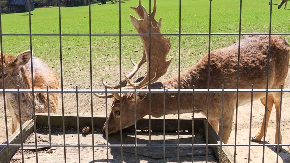 Hirsch im Wildpark Völlinghausen