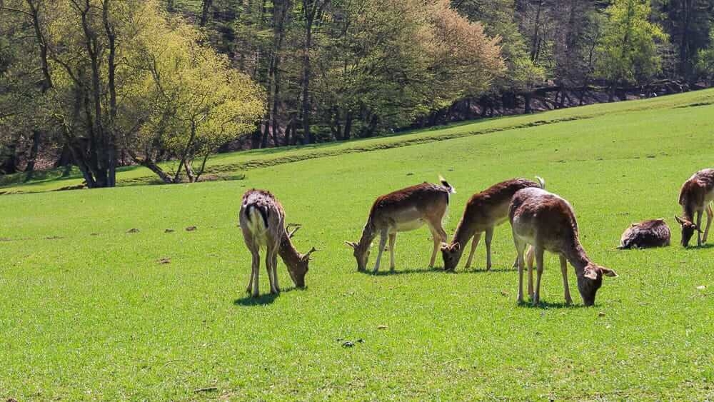 Wild in Völlinghausen einem Wildpark im Sauerland
