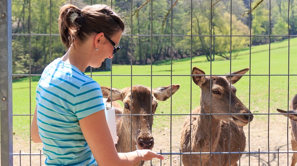 Viel Spaß beim Rehe füttern im Wildpark Völlinghausen
