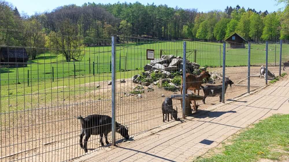 Schafe und Ziegen im Wildpark Völlinghausen am Möhnesee