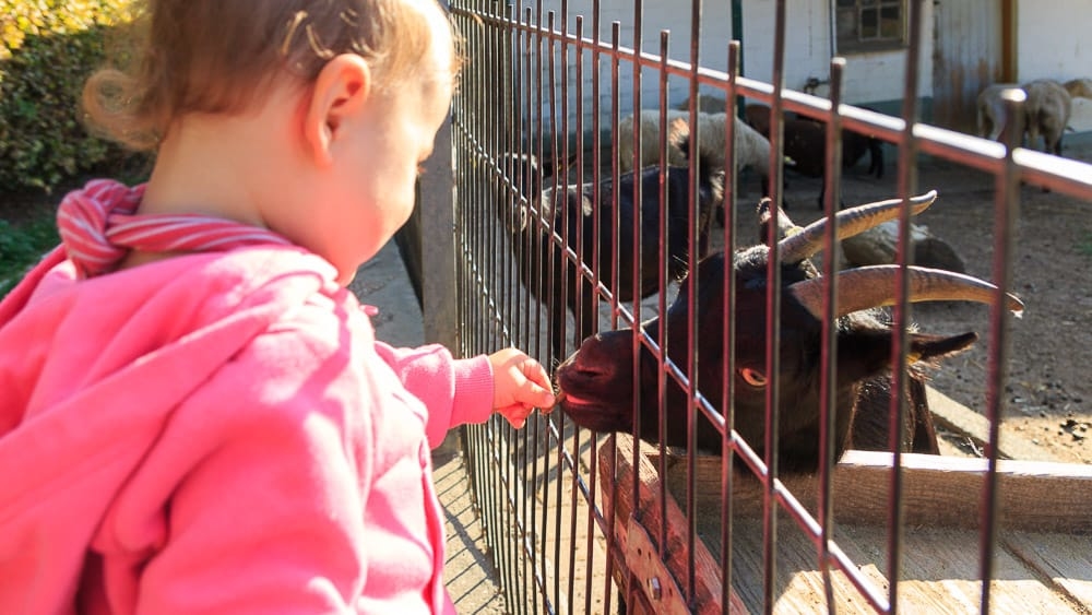 Schafe und Ziegen füttern im Wildpark Völlinghausen im Sauerland