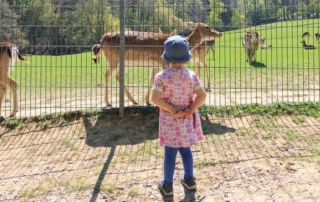 Mädchen beobachtet Rehe im Wildpark Völlinghausen am Möhnesee im Sauerland