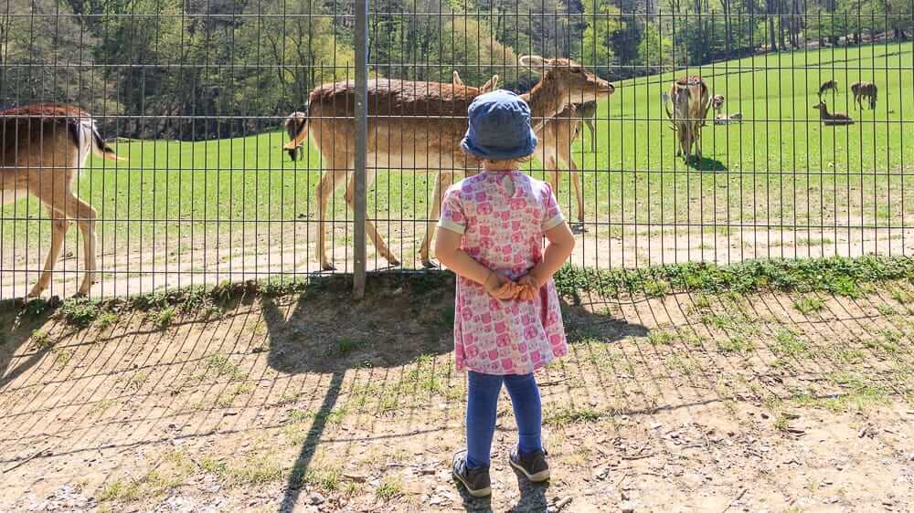 Mädchen beobachtet Rehe im Wildpark Völlinghausen am Möhnesee im Sauerland