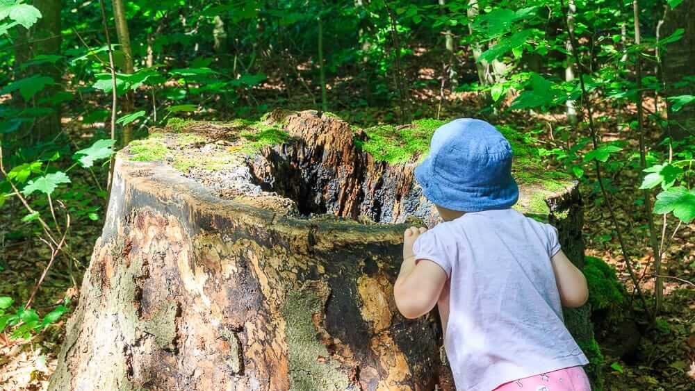 Ein Kind blickt in den Baumstumpf im Felsenmeer Hemer