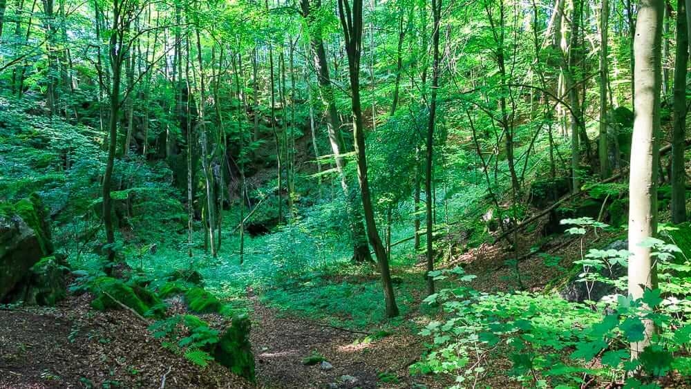 Blick in den Wald vom Naturschutzgebiet Felsenmeer Hemer
