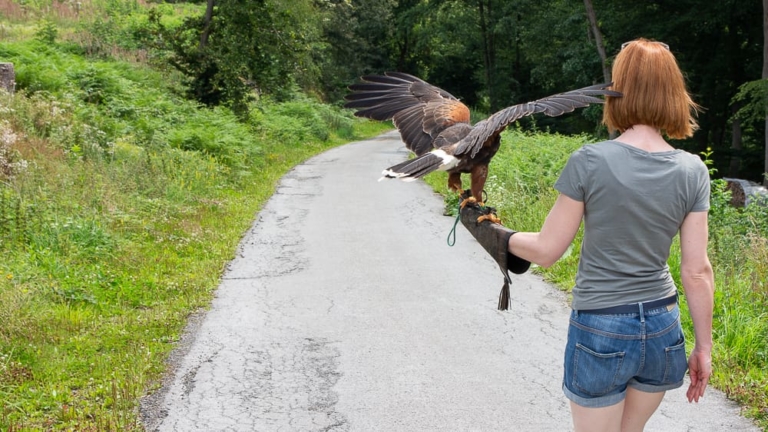 Spaziergang mit einem Greifvogel in einer Mendener Falknerei im Sauerland