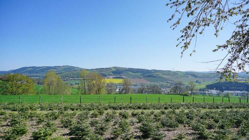 Tannenbäume am Westenfelder Walderlebnispfad im Sauerland