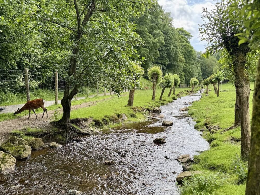 Bilsteintal Wildpark in Warstein