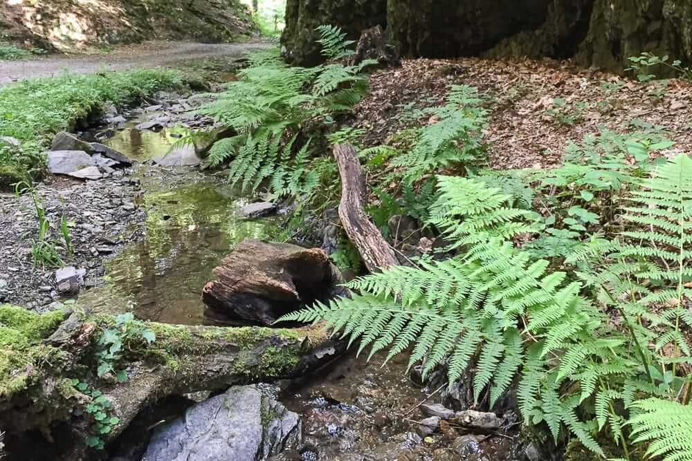 Brombergklamm in Plettenberg