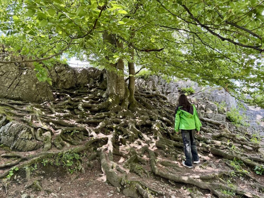 Kletterwurzeln im Bilsteintal
