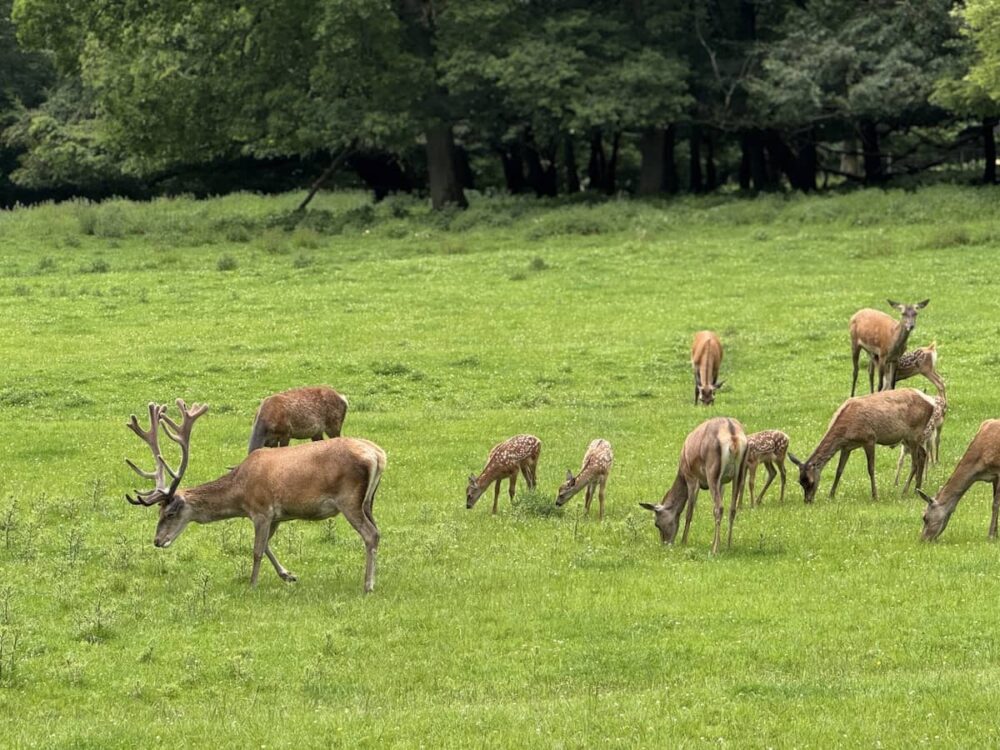 Rotwild im Wildpark Warstein-Hirschberg