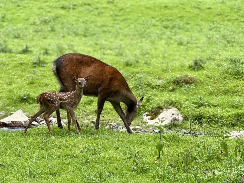 Sikawild mit Kitz im Wildpark Warstein im Sauerland