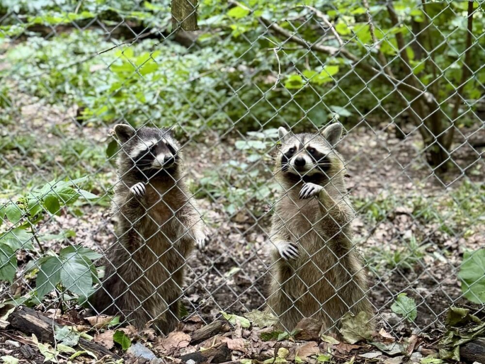 Waschbären im Bilsteintal Wildpark in Warstein