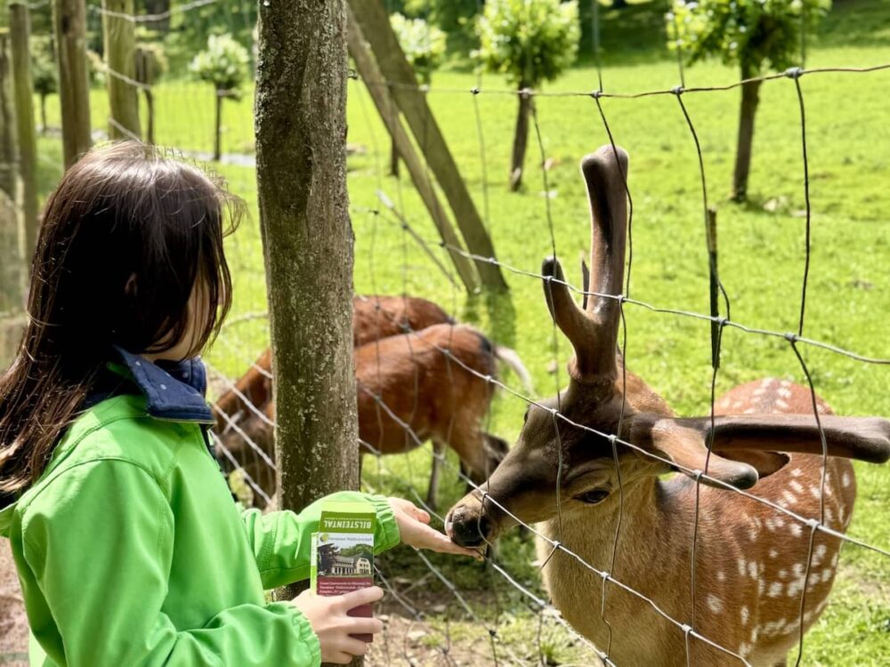Tiere füttern im Wildpark Bilsteintal