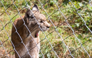 Tierischer Ausflug in den Wildpark Warstein