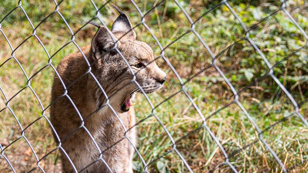 Tierischer Ausflug in den Wildpark Warstein