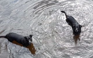 Urlaub mit Hund im Sauerland Pinterest