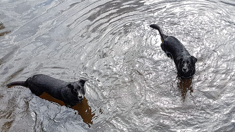 Urlaub mit Hund im Sauerland Pinterest