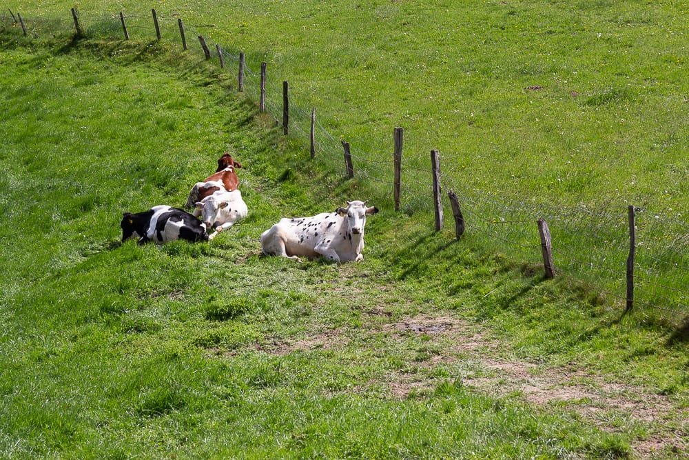 Kuhwiese auf dem Spaziergang durch Wenholthausen