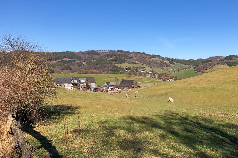 Pferde beim Spaziergang in Wenholthausen