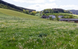 Spaziergang in Wenholthausen