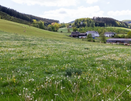 Spaziergang in Wenholthausen: Abwechslungsreiche Runde durch das Erholungsgebiet Wennetal